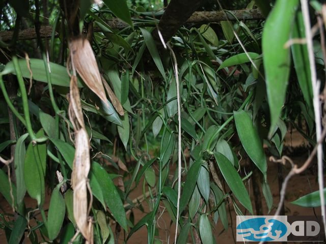 our-plantations_00011.jpg